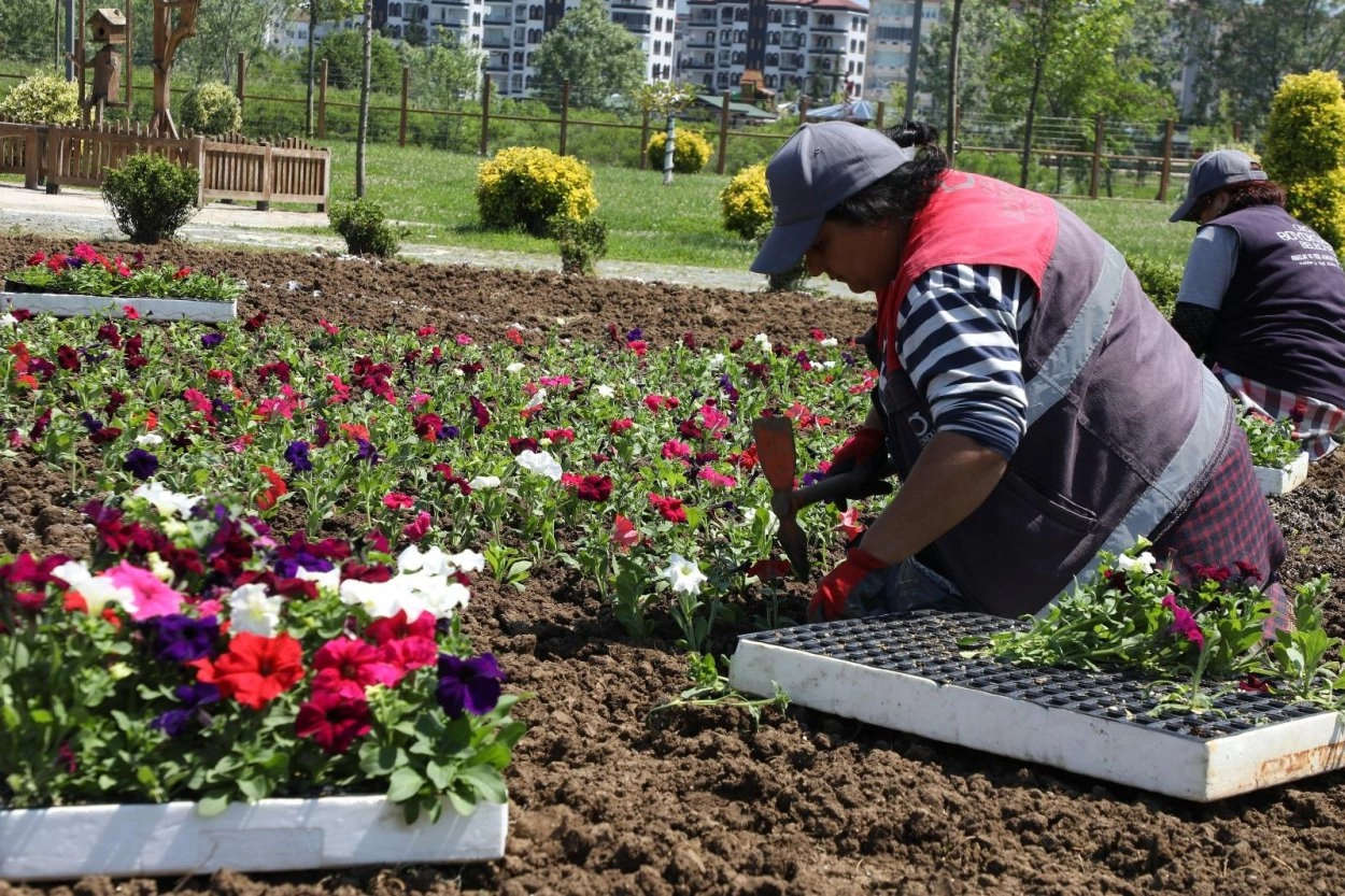 Ordu&rsquo;nun &ccedil;i&ccedil;ekleri B&uuml;y&uuml;kşehir seralarında &uuml;retiliyor