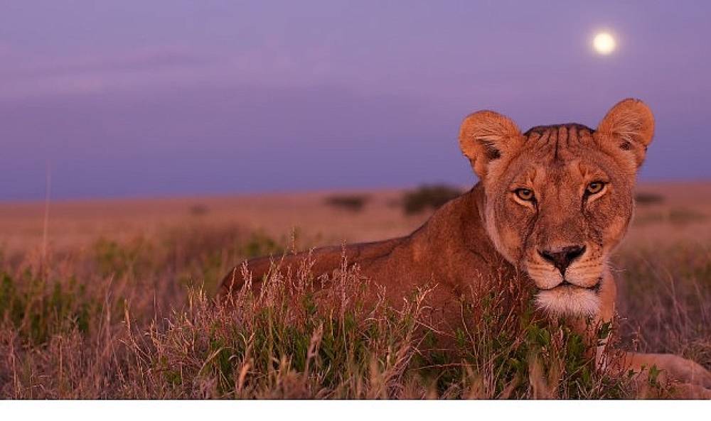 'Ölümcül Safari', Serinin Devam Bölümleriyle 7 Eylül'den İtibaren Pazar Günleri 20.00'de National Geographic WILD Ekranlarında!