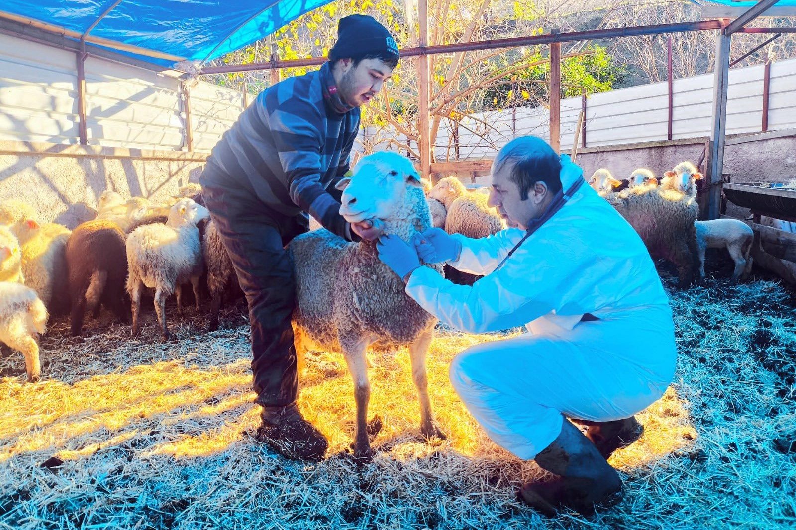 Karadeniz&rsquo;in ilk hastalıktan ari koyunculuk işletmesi Giresun'da