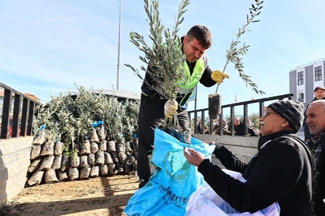 Denizli'de &uuml;reticiye zeytin fidanı desteği