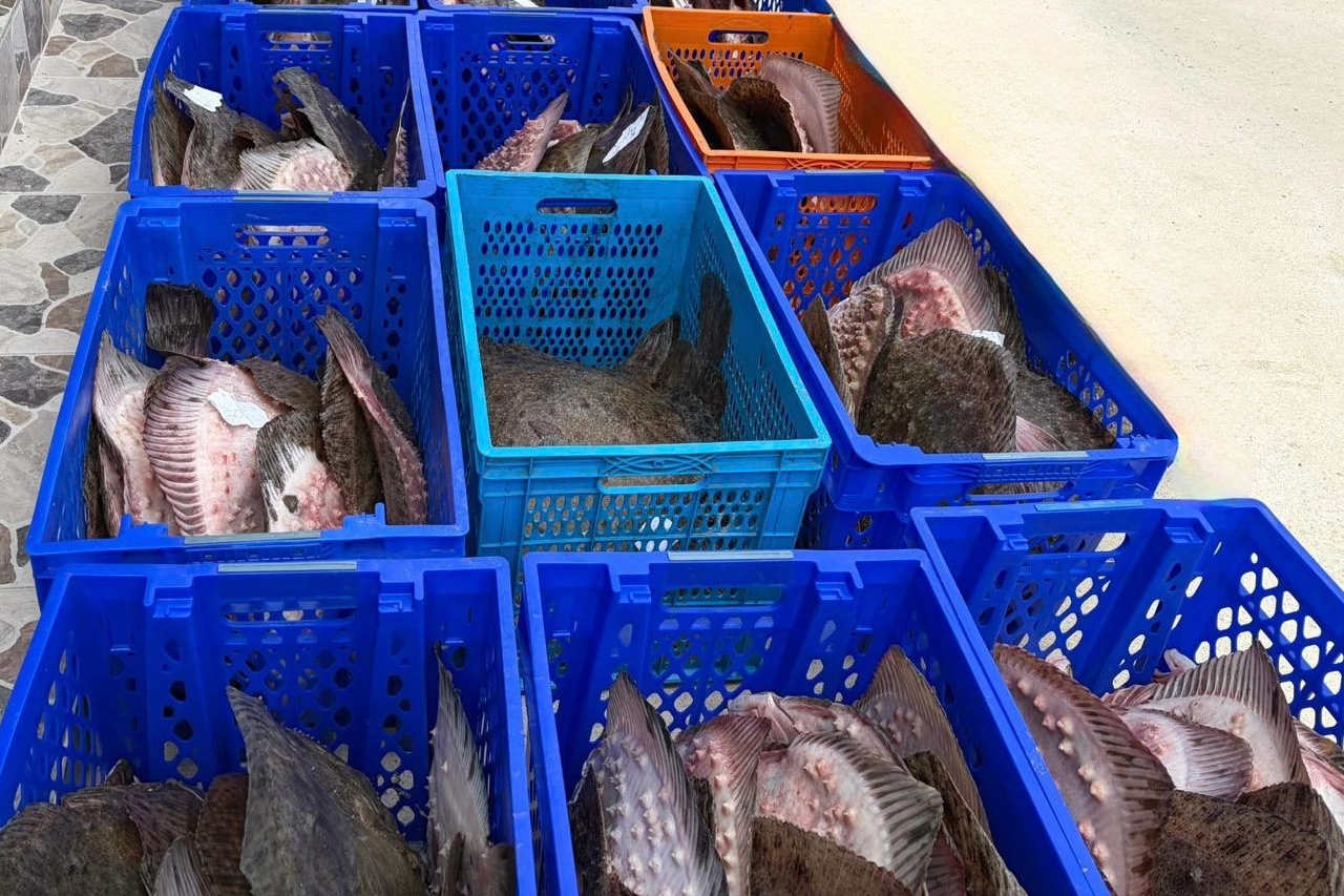 Yasadışı kalkan avcılığına m&uuml;dahale! 169 balık Dar&uuml;laceze'ye teslim edildi