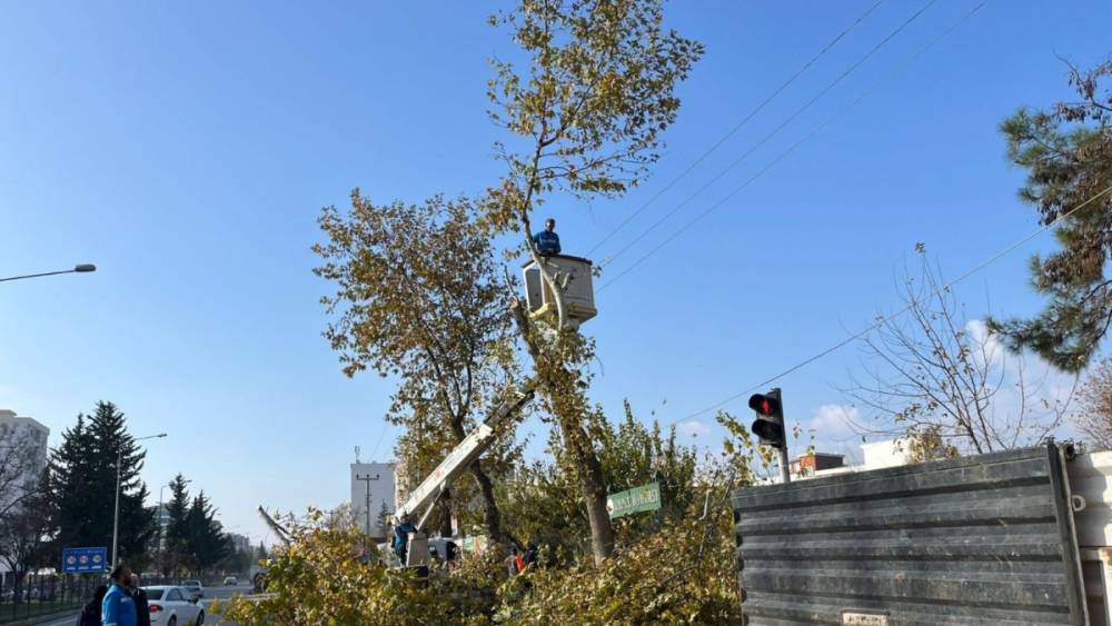 Adıyaman’da Ağaçlarda Yüksek Budama Çalışmaları Sürüyor 
