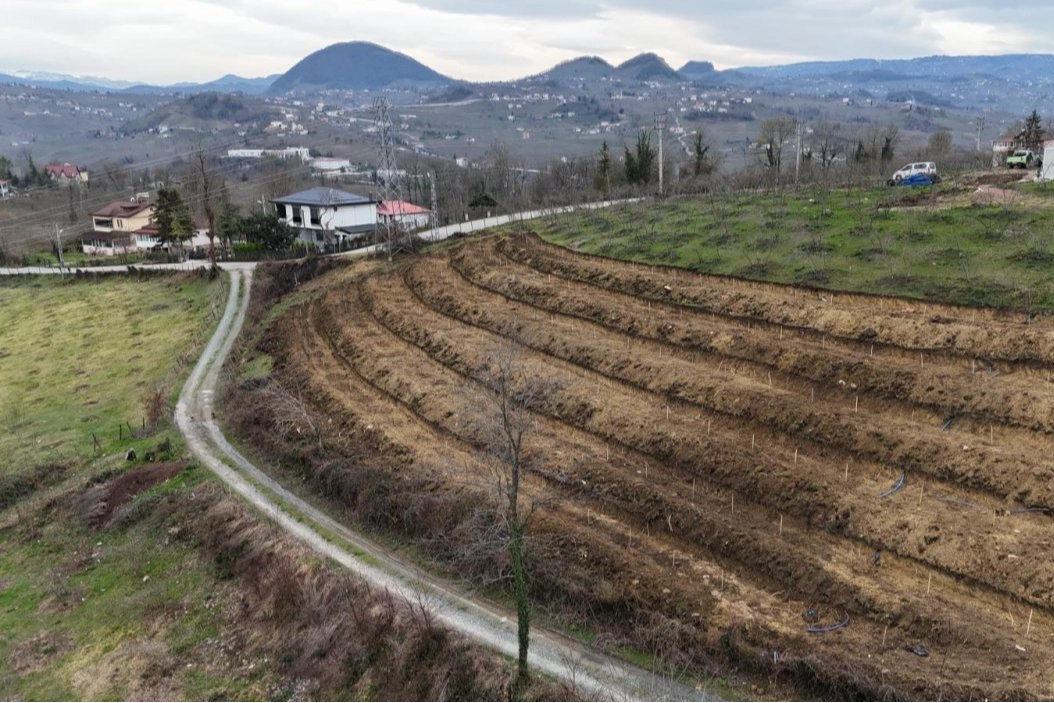 Ordu&rsquo;da fındıkta verim artışı i&ccedil;in yeni uygulama