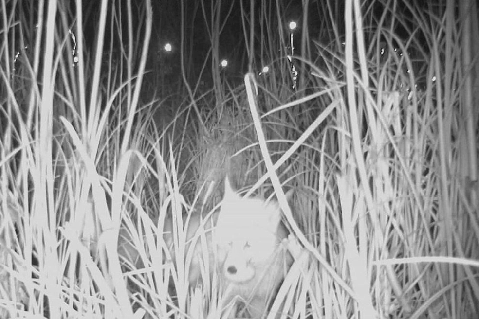 Ordu Durug&ouml;l Kurtuluş Tabiat Parkı&rsquo;nda tilki yumurtaların peşinde