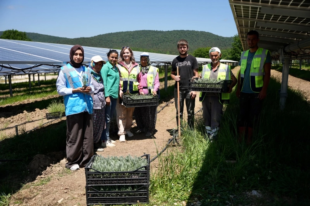 Samsun&rsquo;da GES sahasında Agrivoltaik Tarım Uygulaması