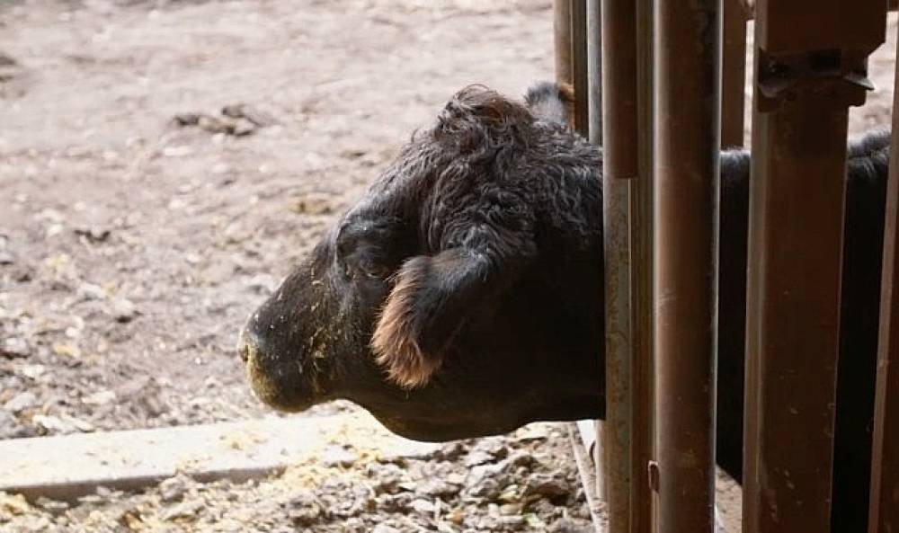 'Heartland Veterinerleri: Bir Aile Hikayesi',   23 Mart Pazartesi 21.00'de   National Geographic WILD Ekranlarında İzleyicilerle Buluşuyor!