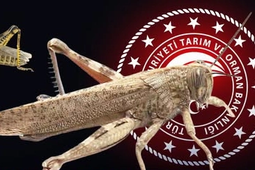Bakanlıktan '&ccedil;ekirge istilası' a&ccedil;ıklaması... Ekonomik zarar oluşturan pop&uuml;lasyon yok