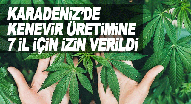 Karadeniz&rsquo;de kenevir &uuml;retimine 7 il i&ccedil;in izin verildi