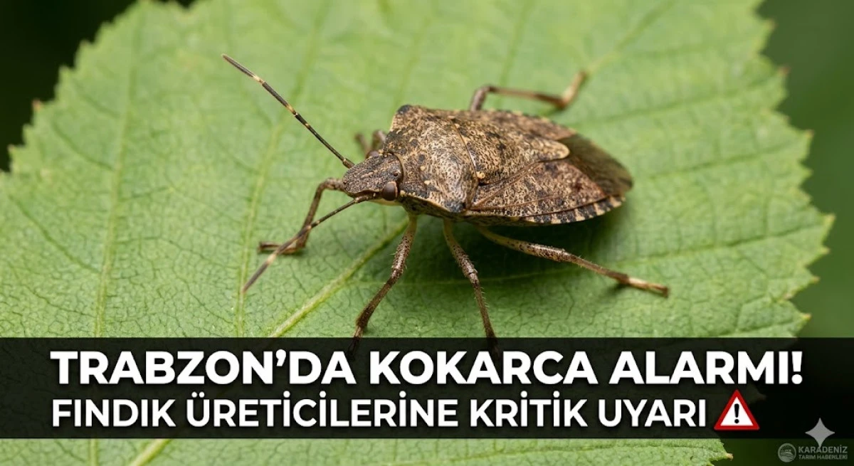 Trabzon i&ccedil;in kritik kokarca uyarısı