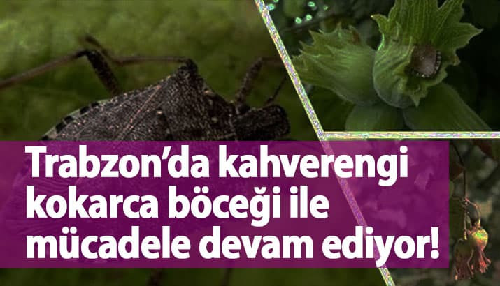 Trabzon’da kahverengi kokarca böceği ile mücadele devam ediyor!