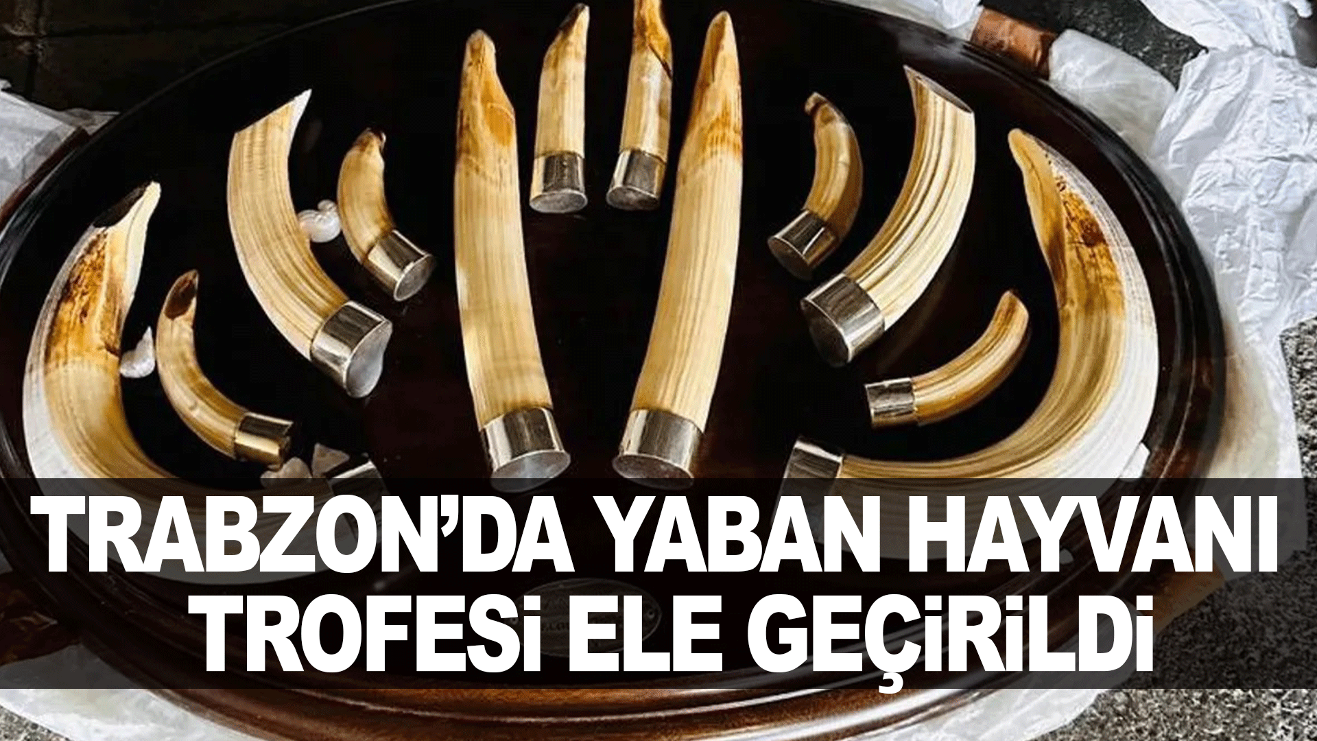 Trabzon'da yaban hayatı ka&ccedil;ak&ccedil;ılığı... 19 kargo ele ge&ccedil;irildi!