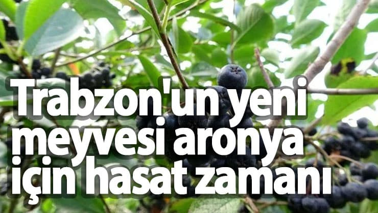 Trabzon'un yeni meyvesi aronya için hasat zamanı